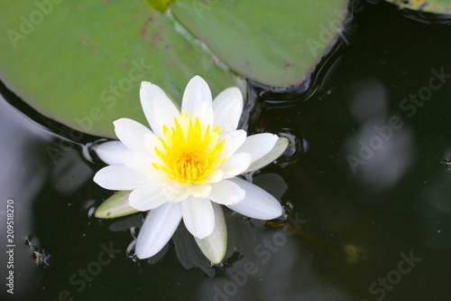 beautiful background waterlily flower   wallpaper