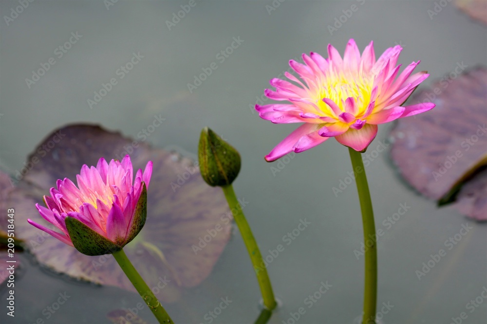 beautiful background waterlily flower , wallpaper beautiful background waterlily flower , wallpaper