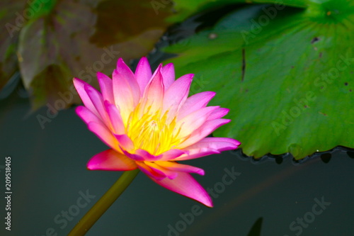 beautiful background waterlily flower , wallpaper