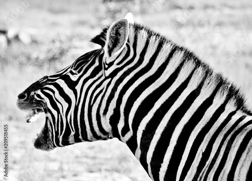 Close up of wild Zebra in morning light