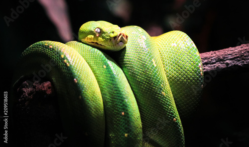A green tree python (Morelia viridis) sleeps on a tree branch in Australia. photo