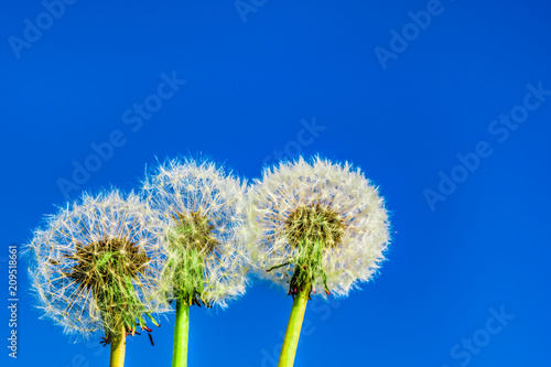 Dandelion head with ripe seeds  top view  copyspace  close-up on light background  