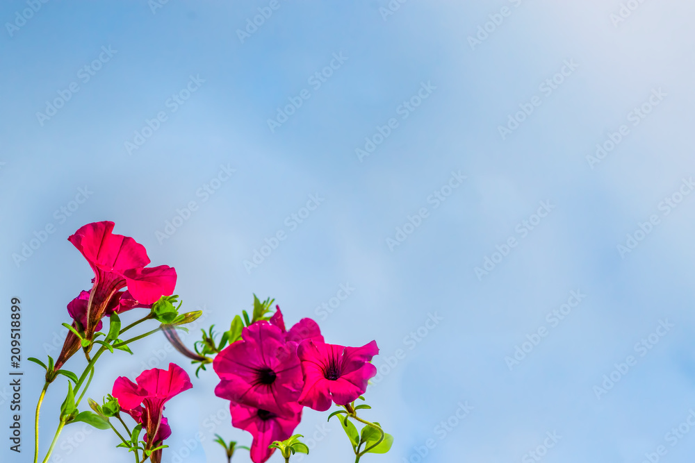 Petunia flower on a gentle light background, copy cpase
Petunia flower on a gentle light background, copy cpase