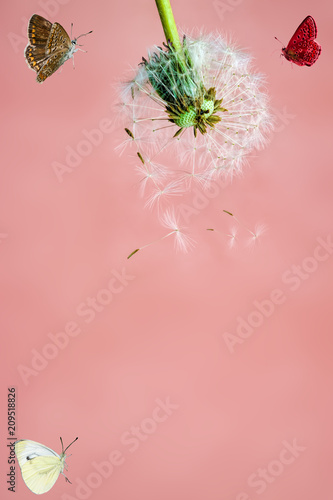 Dandelion head with ripe seeds, top view, copyspace, close-up on light background
