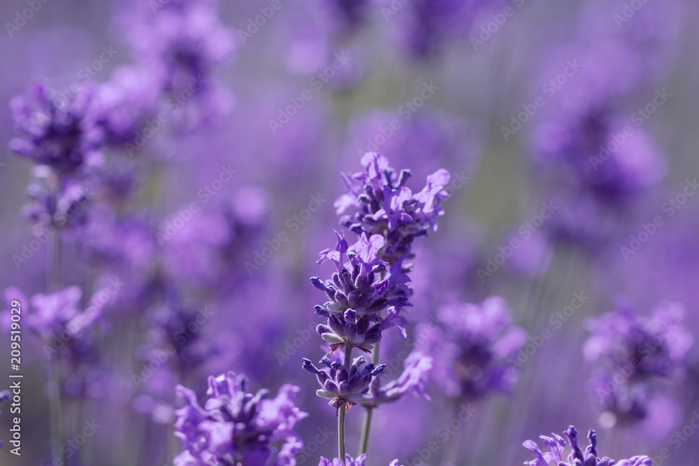 Obraz premium field lavender morning