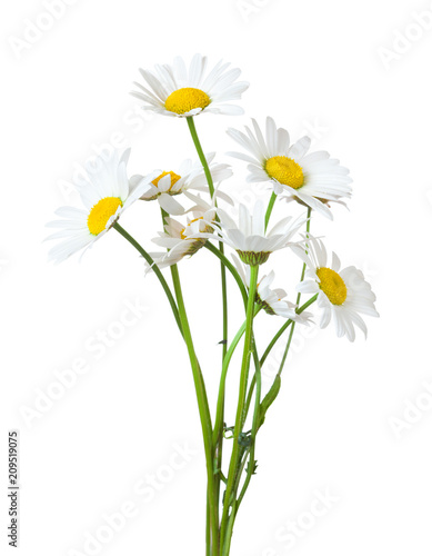 Fototapeta Naklejka Na Ścianę i Meble -  Bouquet of Chamomiles ( Ox-Eye Daisy ) isolated on a white background.