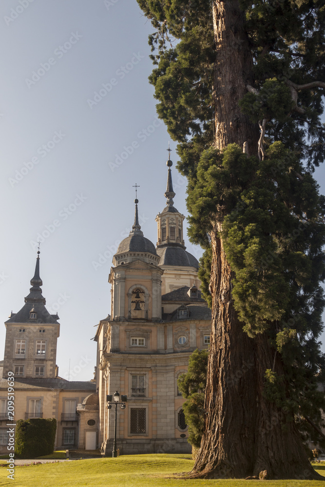 Palace and gardens of La Granja de San Ildefonso, Segovia. Spain. Giant sequoia with light at dawn
