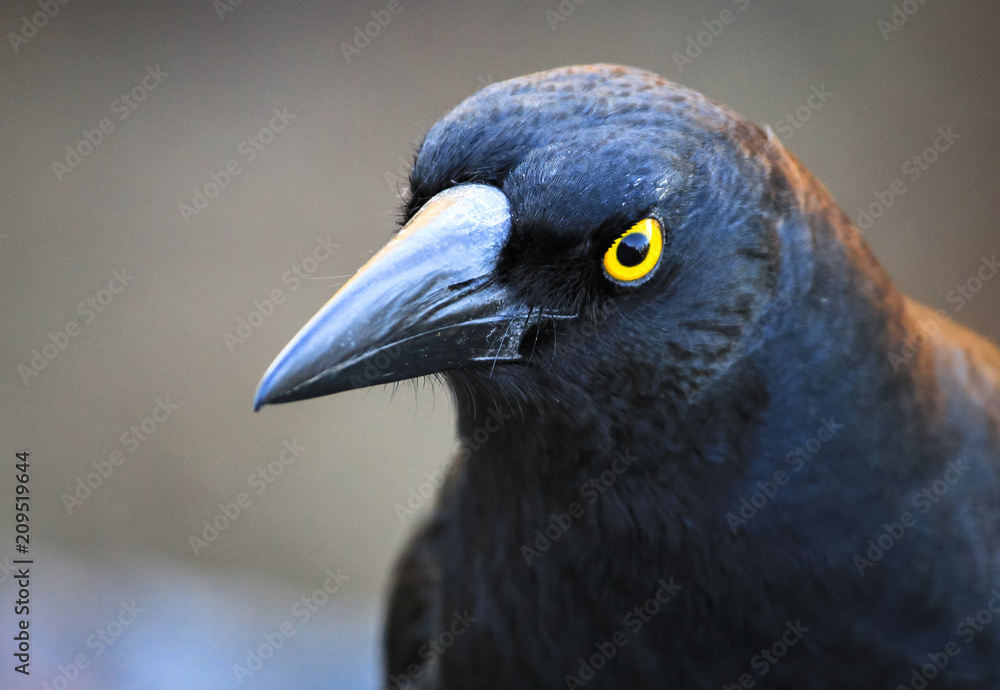 Black currawong (Strepera fuliginosa) in the Blue Mountains National Park, Australia. Black currawong (Strepera fuliginosa) in the Blue Mountains National Park, Australia.