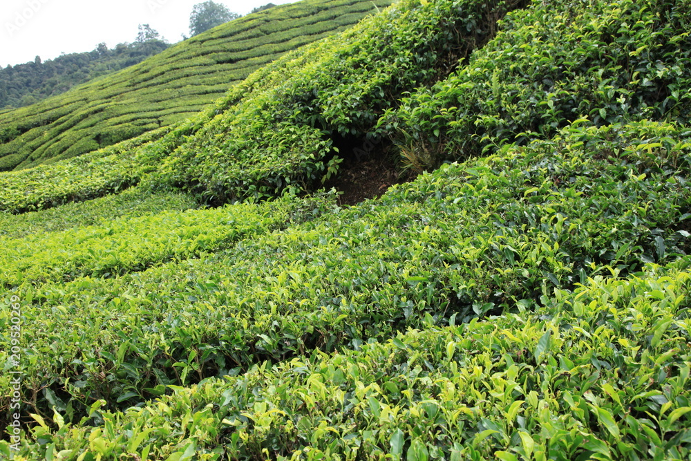 Tea Plantation, Malaysia