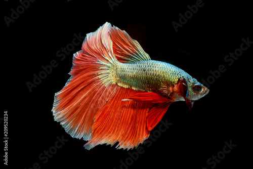 Fighting fish, colorful background, Halfmoon betta fish, Siamese fighting fish