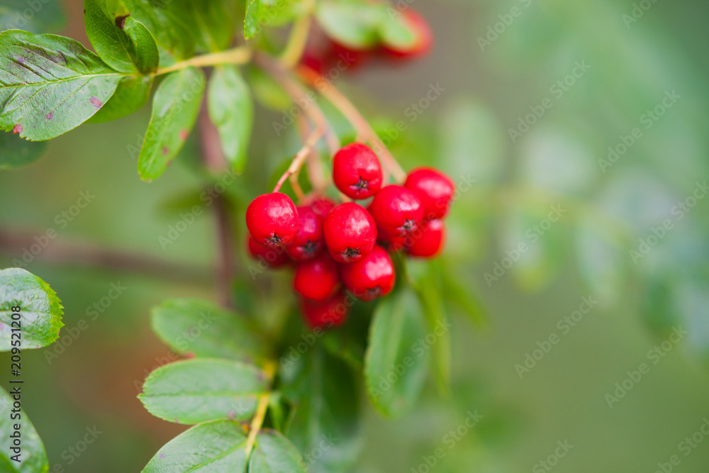 Outdoor photography of a rowanberry Outdoor photography of a rowanberry