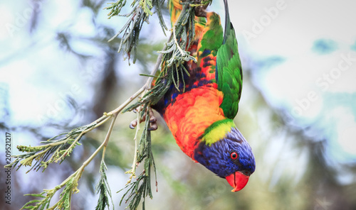 Fotografie A rainbow lorikeet (Trichoglossus moluccanus) hangs upside down in a tree at the Darebin Parklands, Victoria, Australia