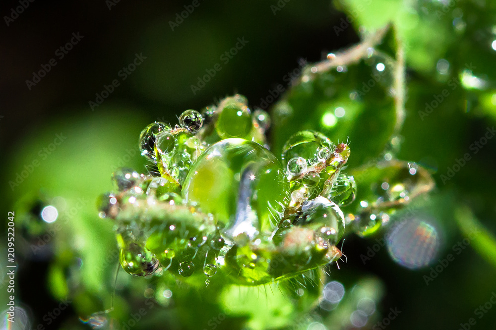 Dewdrops sitting on the tip of a plant in the Great Otway National Park, Victoria, Australia. Dewdrops sitting on the tip of a plant in the Great Otway National Park, Victoria, Australia.