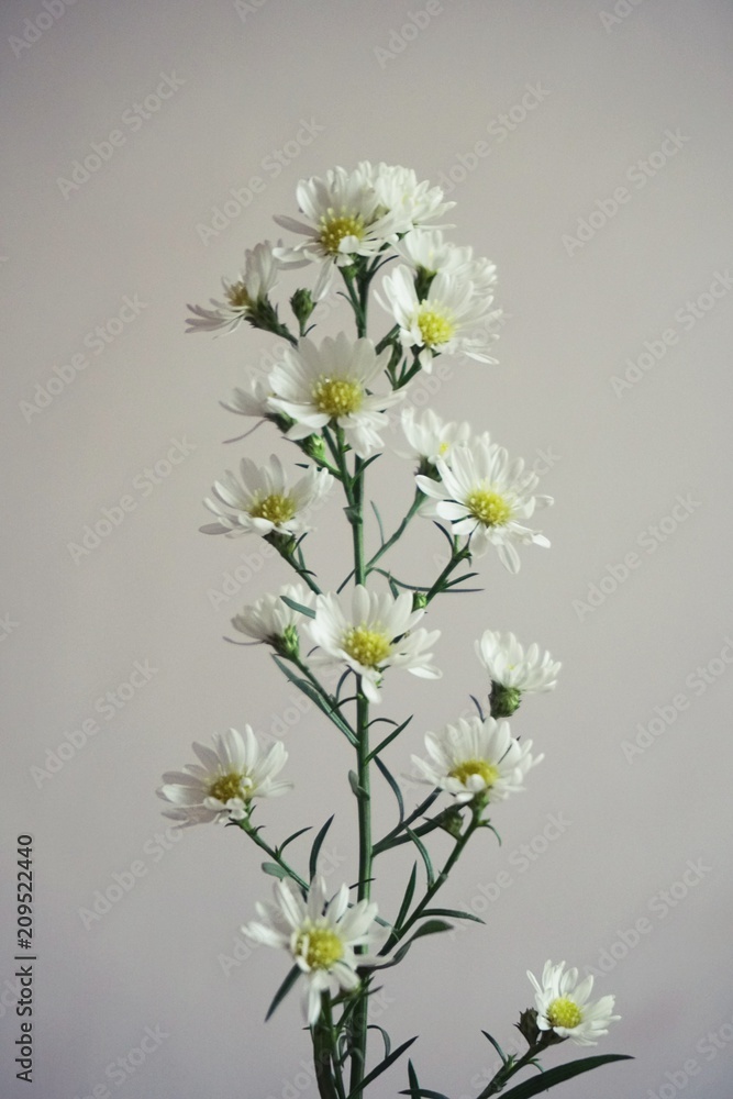 beautiful cutter flowers on blur grey background beautiful cutter flowers on blur grey background
