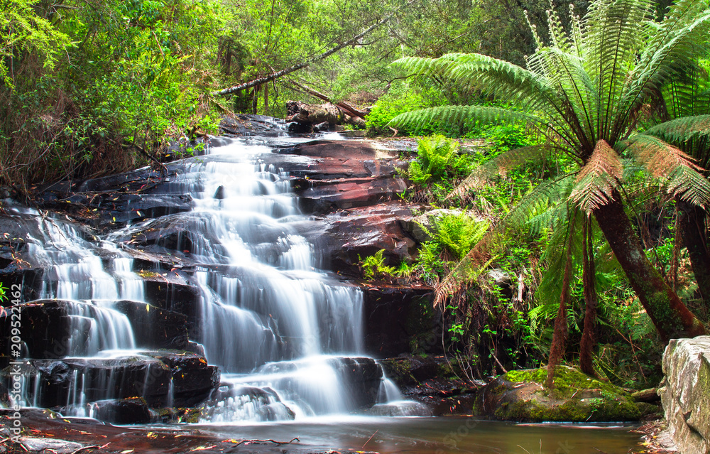 Fototapeta premium Cora Lynn Falls next to a man fern (aka soft tree fern, Dicksonia antarctica) in the Great Otway National Park, Victoria, Australia.