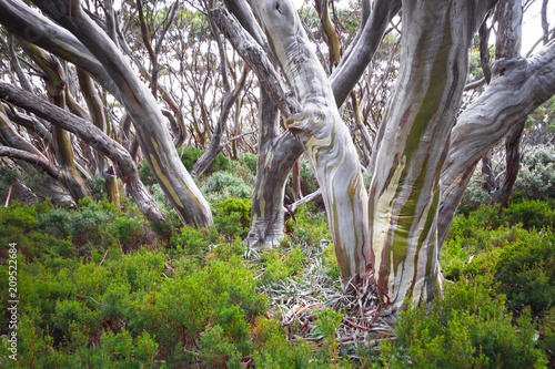 Snow gum trees(Eucalyptus pauciflora) in Baw Baw National Park, Australia.