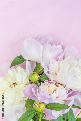 Beautiful bouquet of pink and white peonies flowers on pink background with copy space  vertical picture