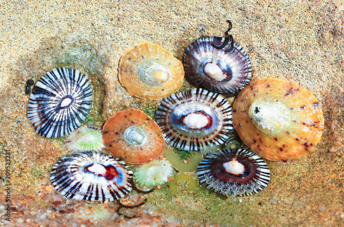 фотографія Colorful limpets in a tidepool at Barwon Heads, Australia.