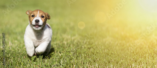Web banner of a cute Jack Russell Terrier dog puppy as running to the camera