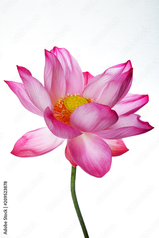 close up of beautiful blooming majestic lotus flower isolated on white background.