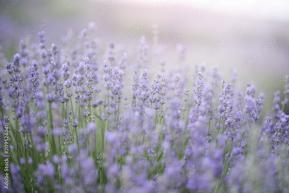 Fototapeta premium Lavender flowers in lavender field. summer purple lavender field. soft focus the field for background.