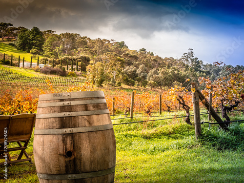 Vineyard