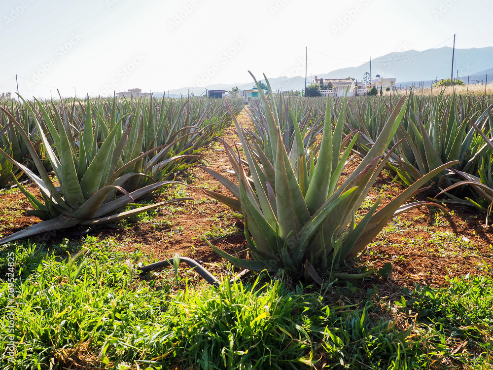cultivation of aloe vera plantation, healthy plant used for medicine, cosmetics, skin care, decoration cultivation of aloe vera plantation, healthy plant used for medicine, cosmetics, skin care, decoration