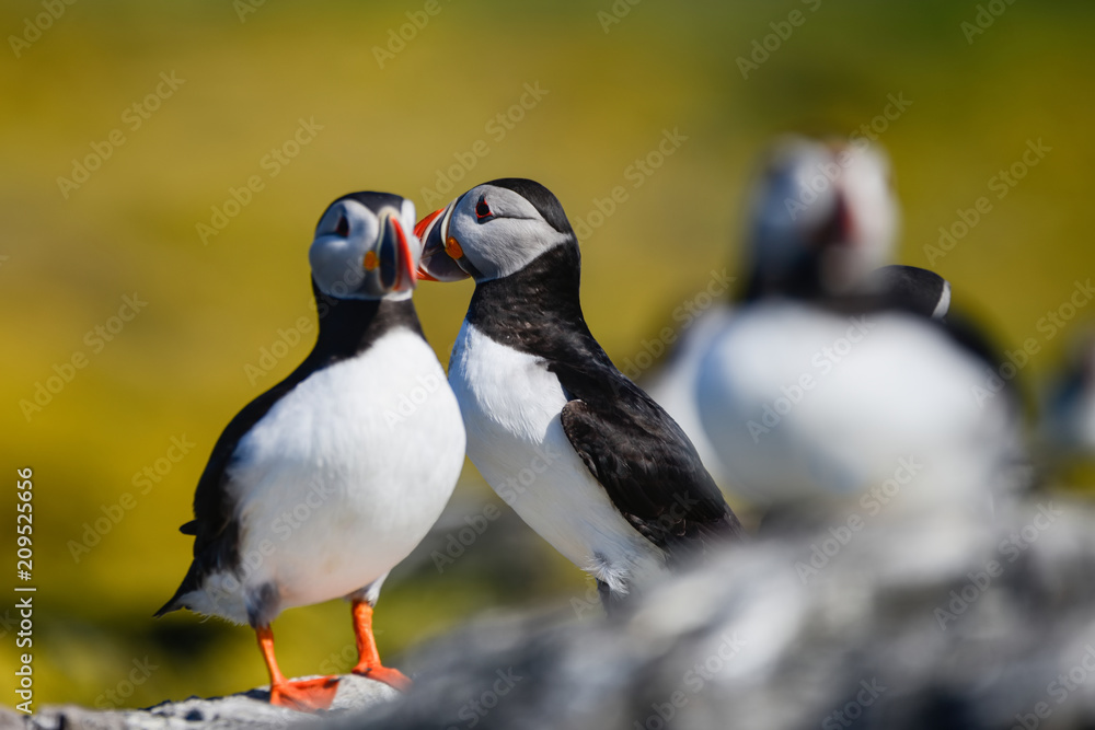 Fototapeta premium Colorful Atlantic Puffin or Comon Puffin Fratercula Arctica in Northumberland England on bright Spring day