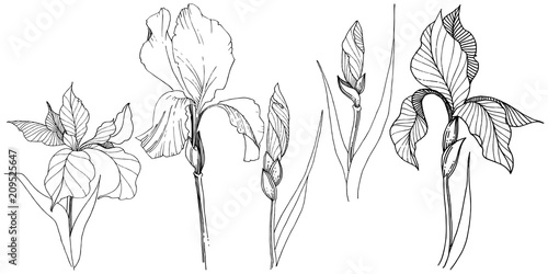 Irises in a vector style isolated. Full name of the plant: iris. Vector flower for background, texture, wrapper pattern, frame or border.