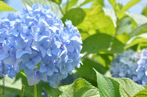 Blue hydrangea flowers    
