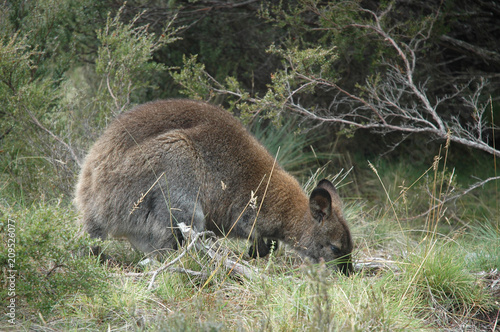 A wallaby nibbling at some grass. It is surrounded by tea-trees and shrubs. © Anne