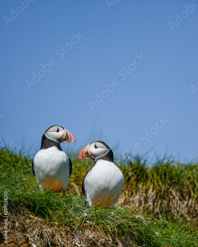 Colorful Atlantic Puffin or Comon Puffin Fratercula Arctica in Northumberland England on bright Spring day
