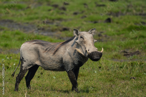Male common warthog in Bwabwata National Park