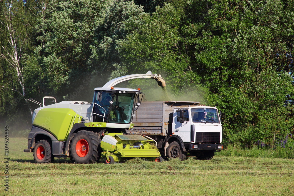 Agriculture, harvesting time - new white harvester close - up of harvesting silage in a flatbed truck on a green field in the summer afternoon against the forest, front side view Agriculture, harvesting time - new white harvester close - up of harvesting silage in a flatbed truck on a green field in the summer afternoon against the forest, front side view