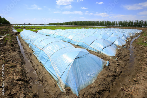 The rice seedling in the greenhouse