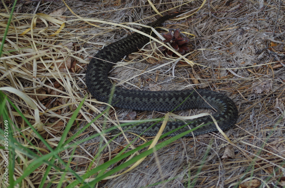 A snake hiding near a lake A snake hiding near a lake