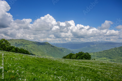 Fototapeta Naklejka Na Ścianę i Meble -  Meadow expanses with narcissus flowers under a blue sky with clouds.