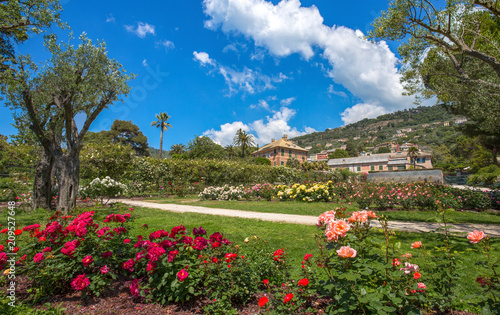 GENOA  GENOVA   ITALY  MAY 18  2018 - The rose garden  Il Roseto  in Genoa  Genova  Nervi  inside Genoa Nervi Parks  Italy.