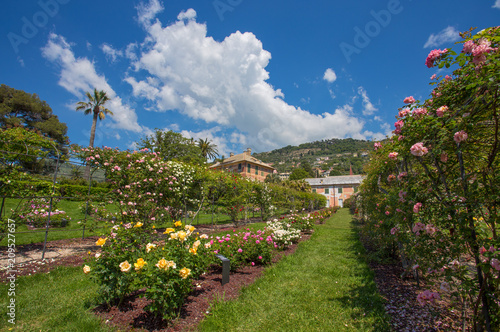 GENOA (GENOVA), ITALY, MAY 18, 2018 - The rose garden 