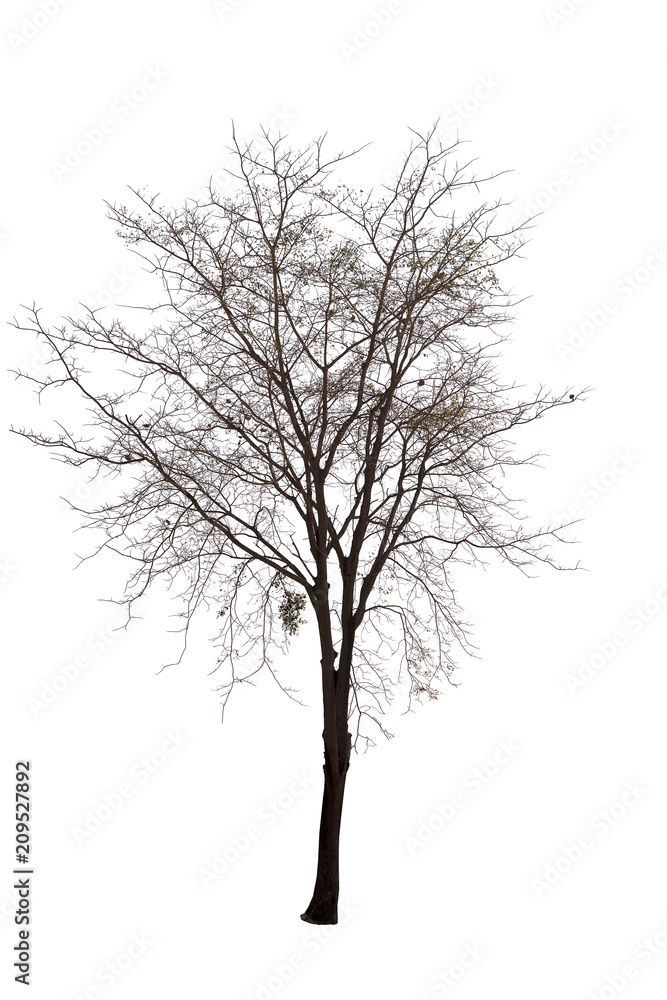 Dead tree isolated on white background Suitable for use. Dead tree isolated on white background Suitable for use.