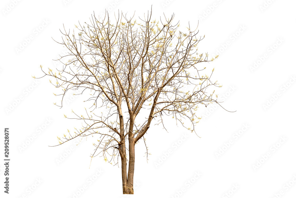 Deciduous tree isolated on white background. Deciduous tree isolated on white background.