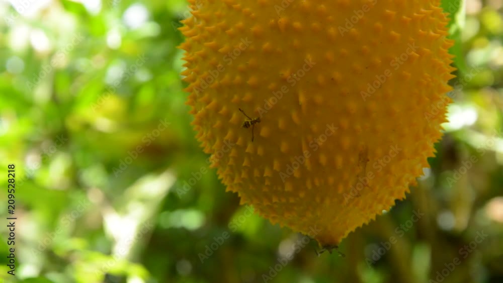 hornet climbing on jack-fruit spiny bitter gourd hanging in backyard garden hornet climbing on jack-fruit spiny bitter gourd hanging in backyard garden