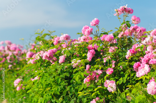 pink rose bush closeup on field background