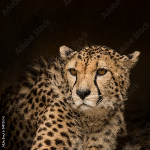 Beautiful close up portrait of Cheetah Acinonyx Jubatus in colorful landscape