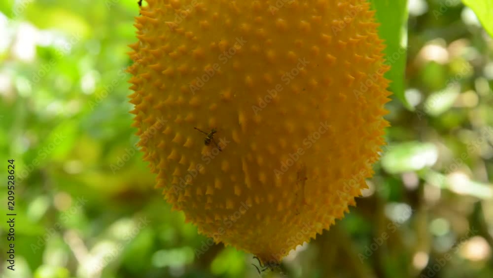 hornet climbing on jack-fruit spiny bitter gourd hanging in backyard garden hornet climbing on jack-fruit spiny bitter gourd hanging in backyard garden