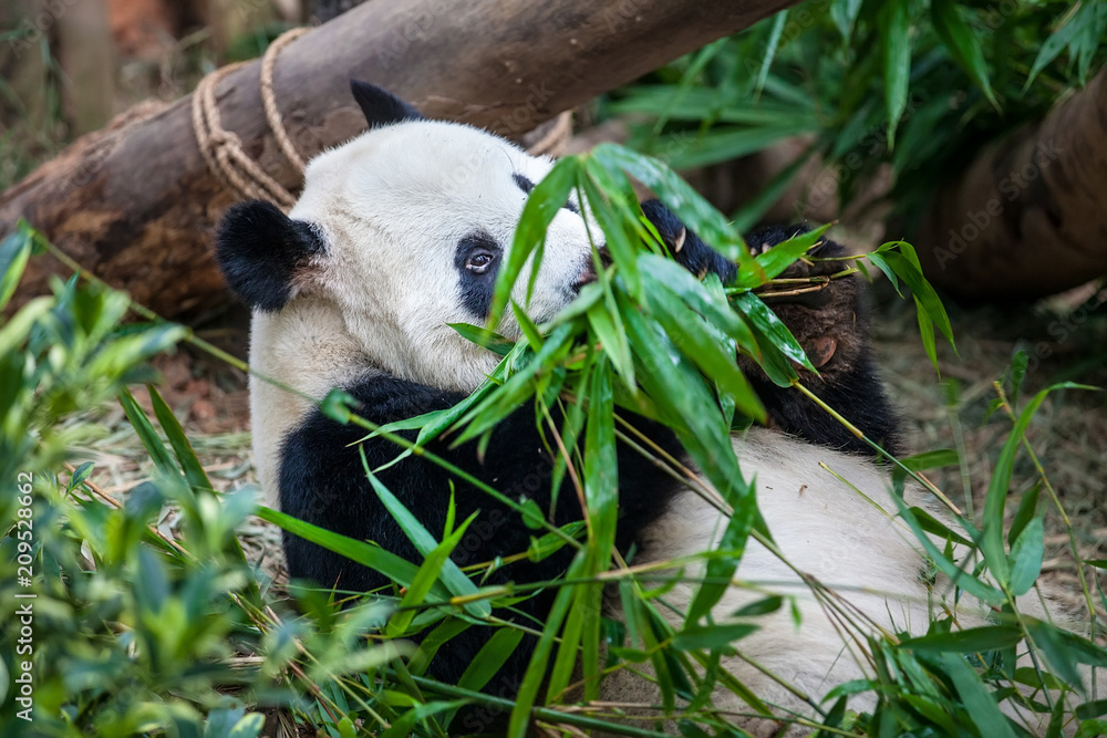 Obraz premium Giant funny panda on his back and eating green bamboo leaf in Zoo
