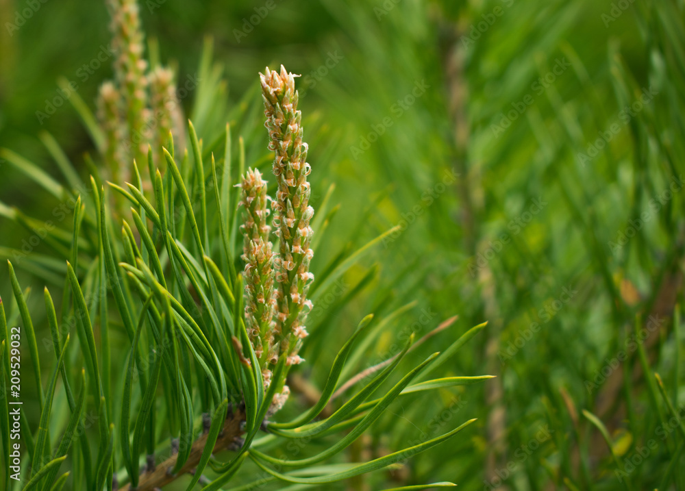 Fototapeta premium Young pine branches