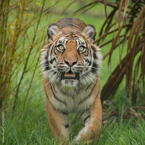Beautiful portrait of tiger Panthera Tigris walking through long grass in vibrant landscape