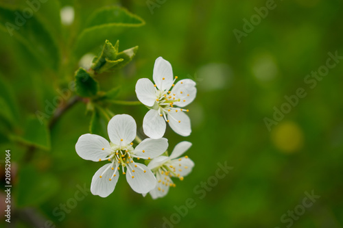 Spring flowers on a tree branch