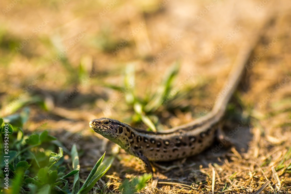 Lizard sitting on brown sand enjoying morning sun Lizard sitting on brown sand enjoying morning sun